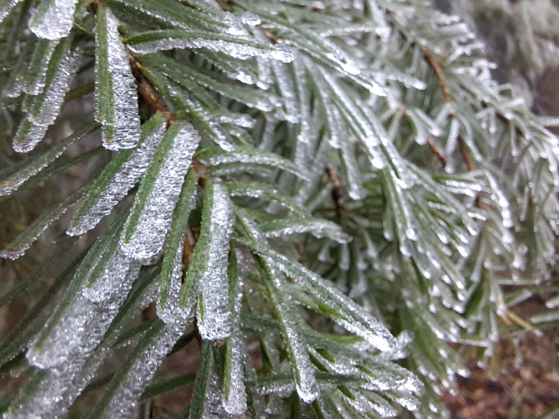 vorst